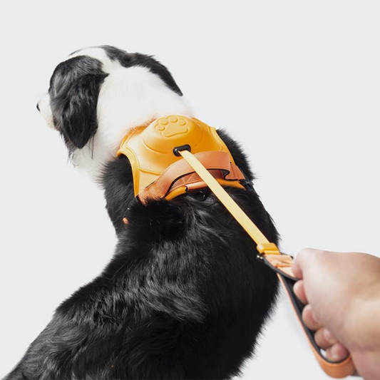 Retractable adjustable outdoor harness